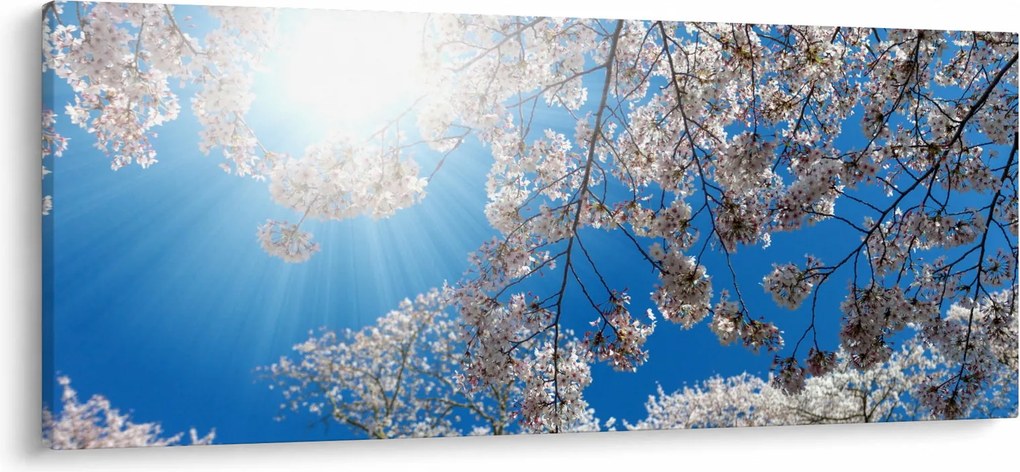 Obraz - Čerešňové kvety (120x50 cm)