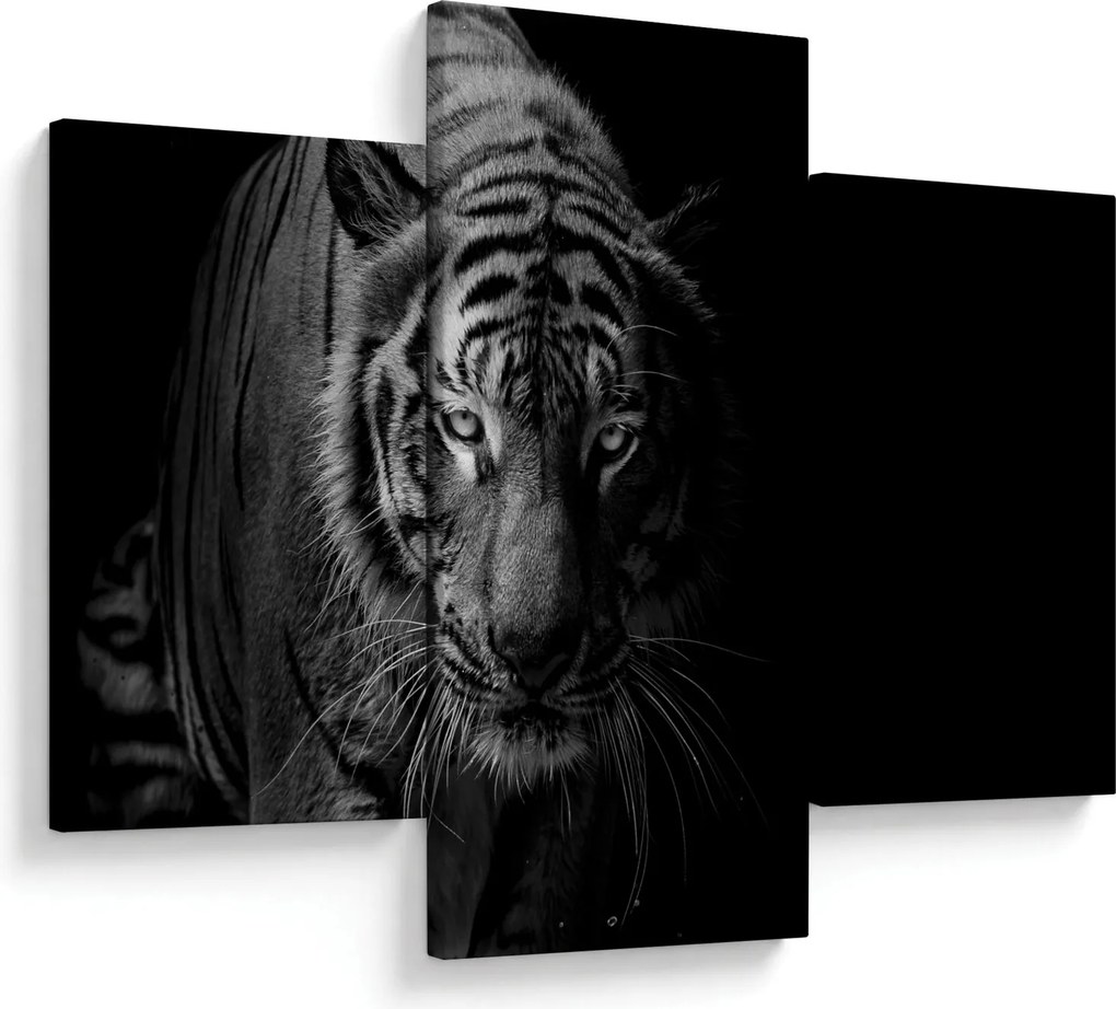 Obraz divokého tigra (90x60 cm)