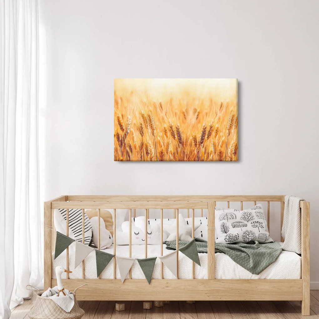 Obraz - pole s obilím (90x60 cm)