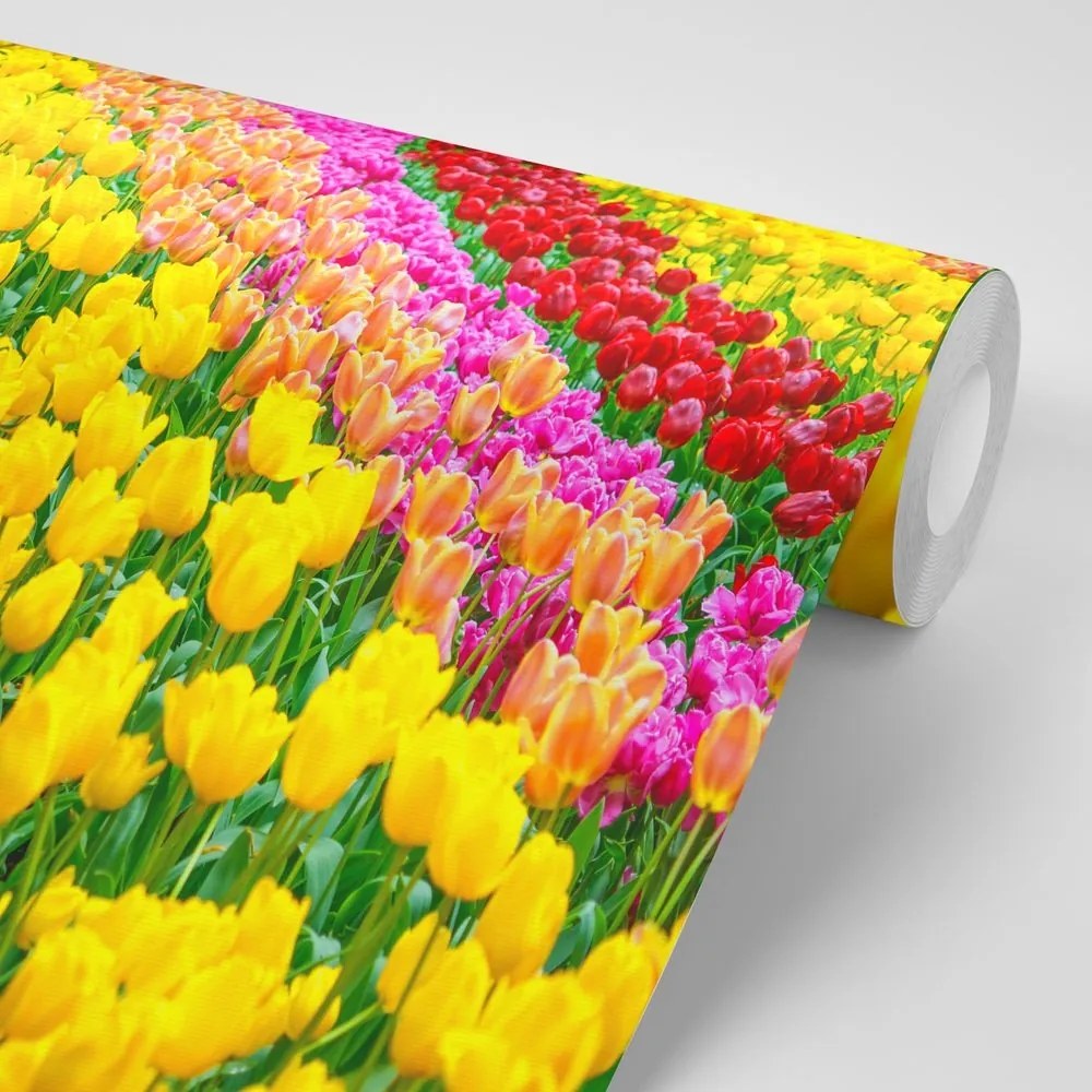 Samolepiaca fototapeta záhrada plná tulipánov - 150x100
