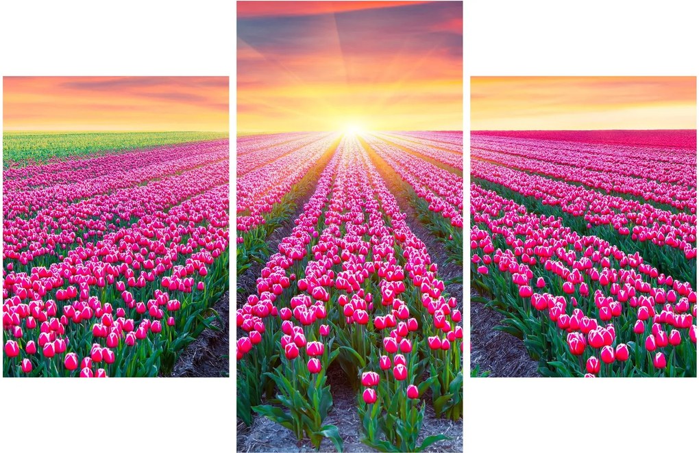 Obraz poľa tulipánov so slnkom (90x60 cm)