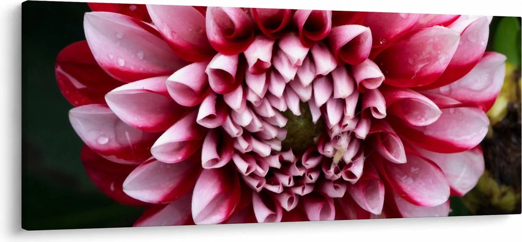 Obraz ružovej Dahlie (120x50 cm)