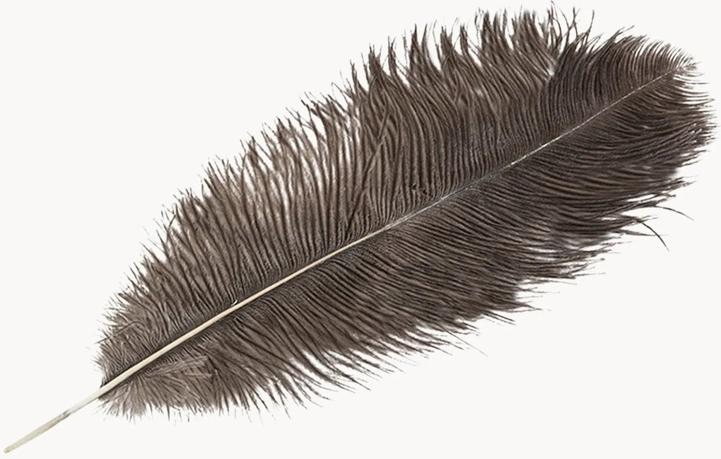 Dekorácia Feather