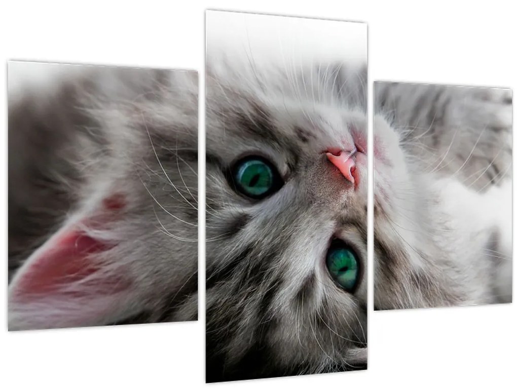 Obraz - Mačka so zelenými očami (90x60 cm)