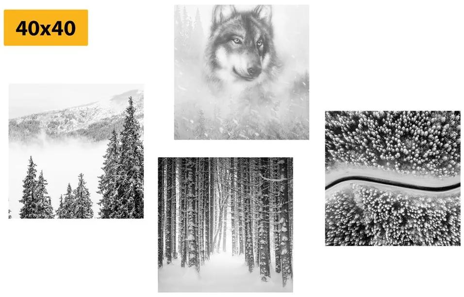 Set obrazov vlk v hlbokom lese v čiernobielom prevedení