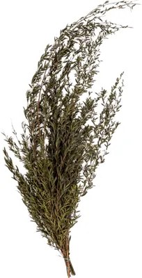 Lungifolia bush 80 cm