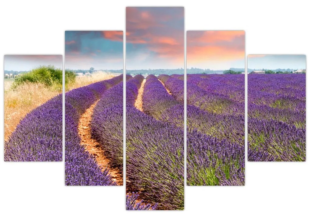 Levanduľové polia - obraz