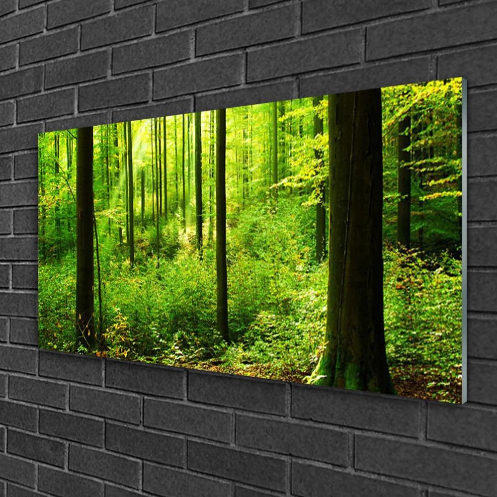 Skleneny obraz Les zeleň stromy príroda 125x50 cm