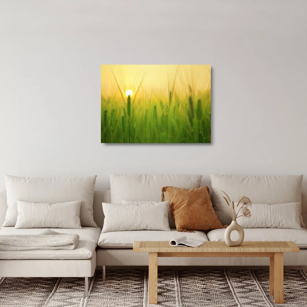 Sklenený obraz - Pole s obilím (70x50 cm)