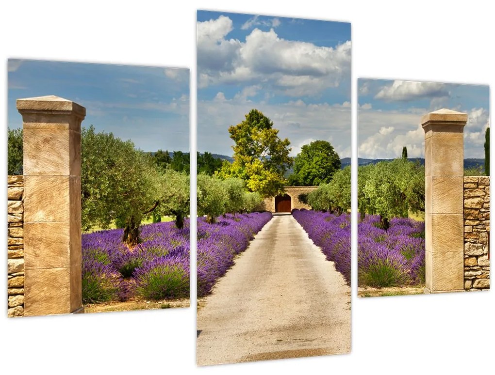Obraz - Levanduľové cesty (90x60 cm)