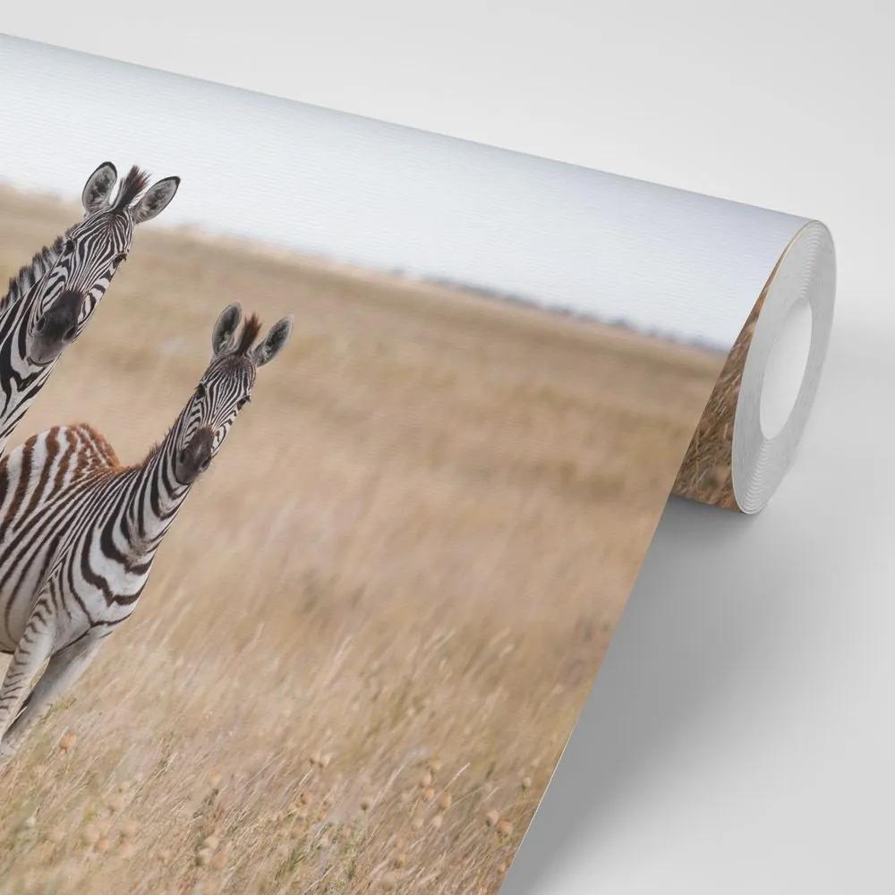 Samolepiaca fototapeta tri zebry v savane - 450x300