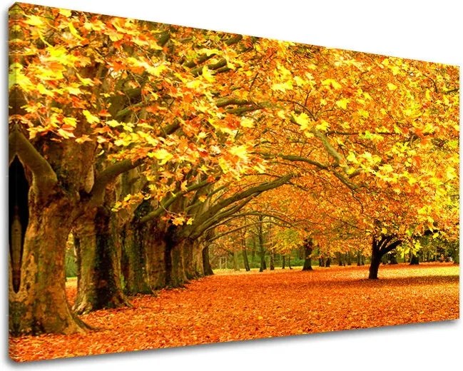 Obraz na stenu STROMY ST010E11