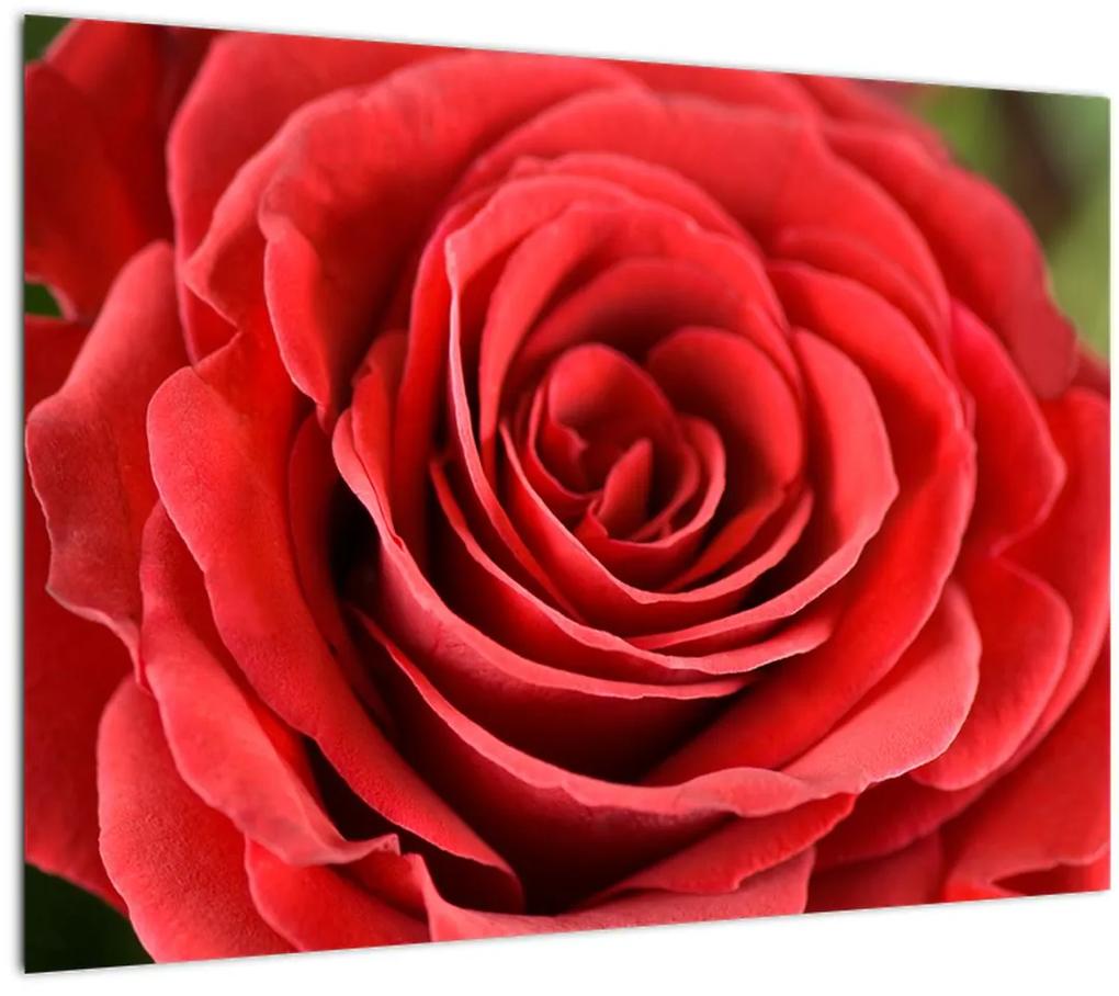 Sklenený obraz kvetu ruže (70x50 cm)
