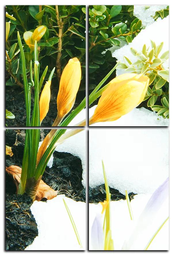 Obraz na plátne - Skoré jarné kvetiny - obdĺžnik 7242E (90x60 cm)