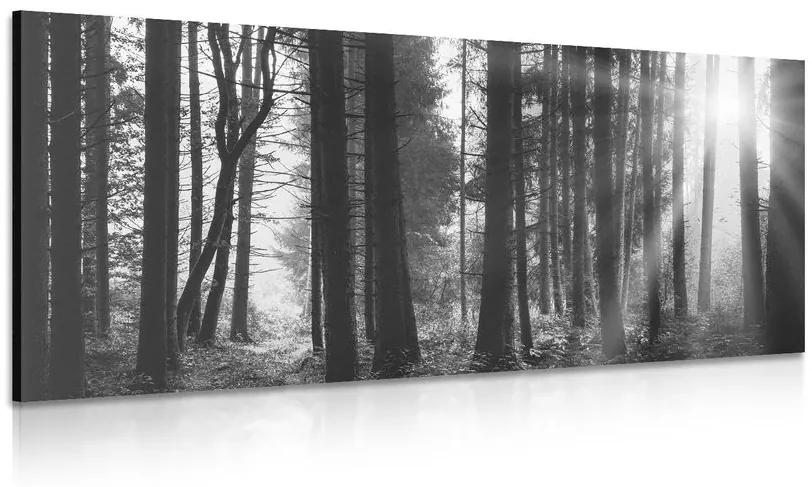 Obraz les zaliaty slnkom v čiernobielom prevedení Varianta: 100x50