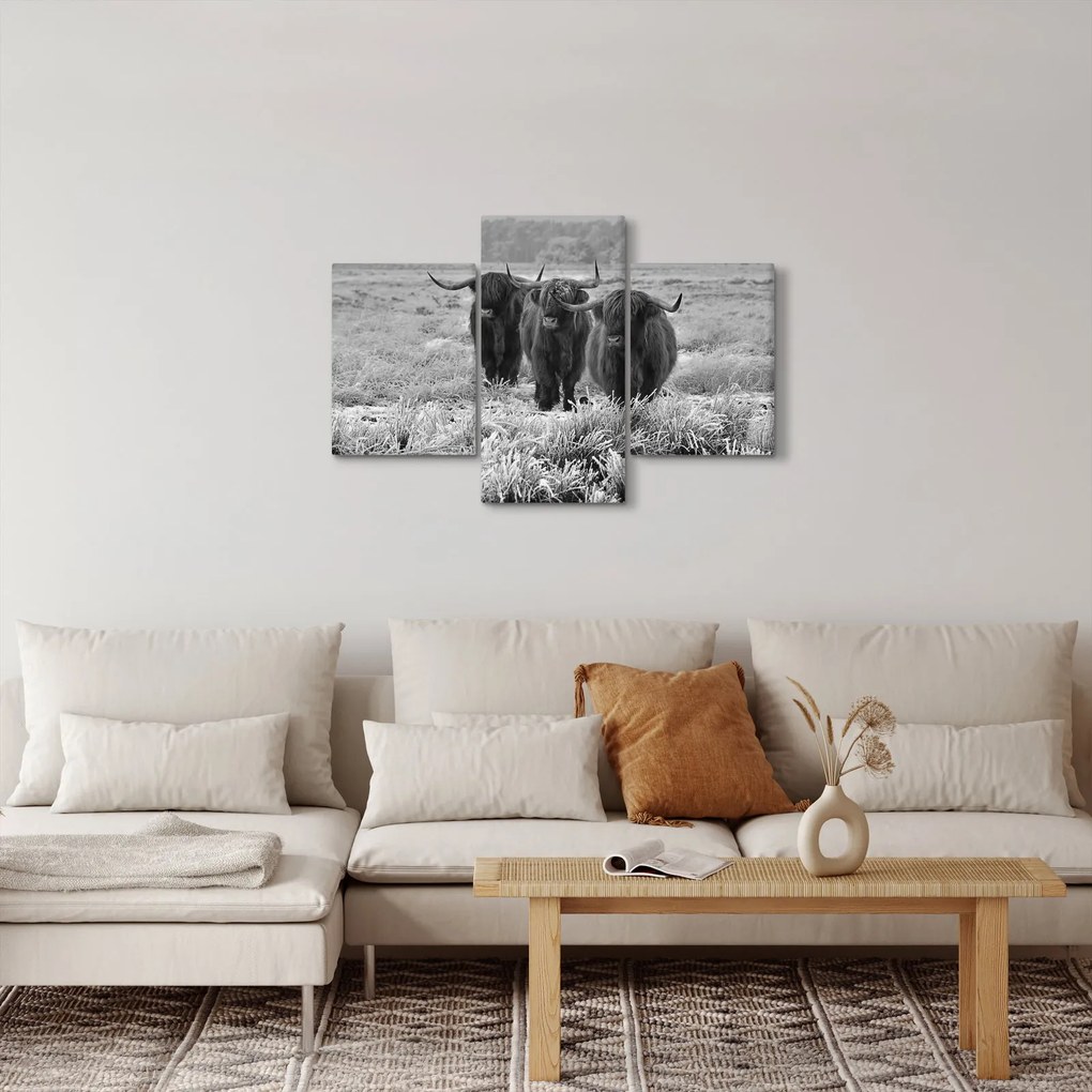 Obraz - Škótske kravy (90x60 cm)