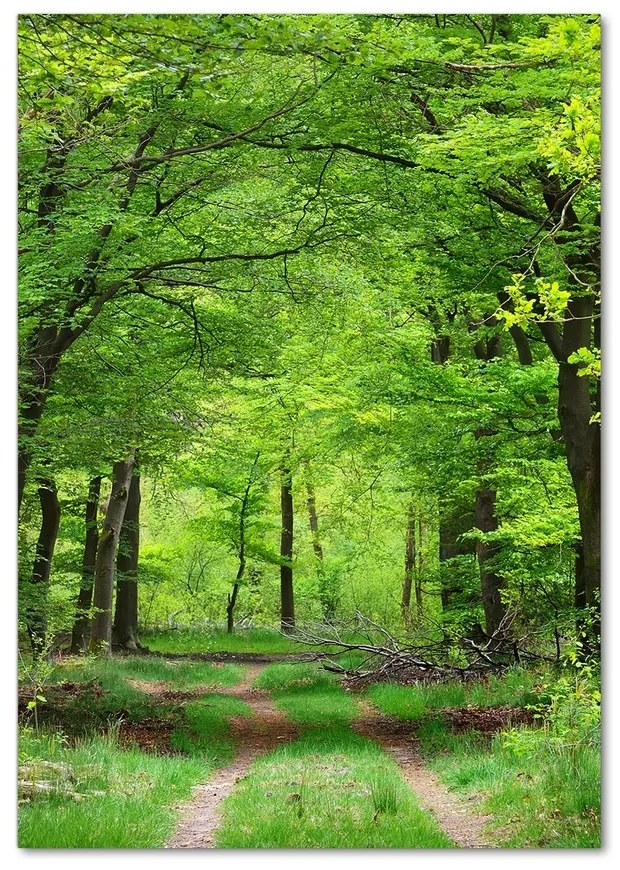 Moderný akrylový fotoobraz Zelený les pl-oa-70x100-f-104709227