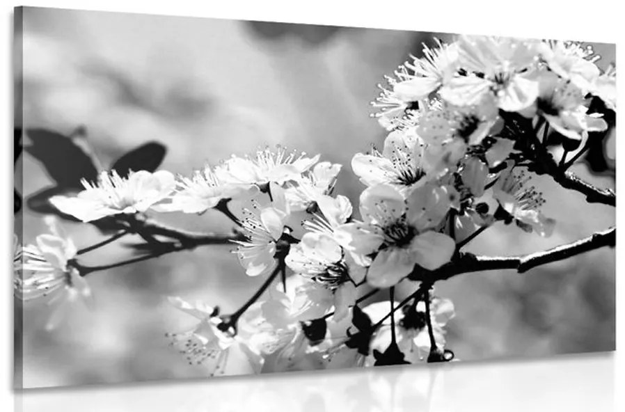Obraz čerešňový kvet v čiernobielom prevedení Varianta: 90x60