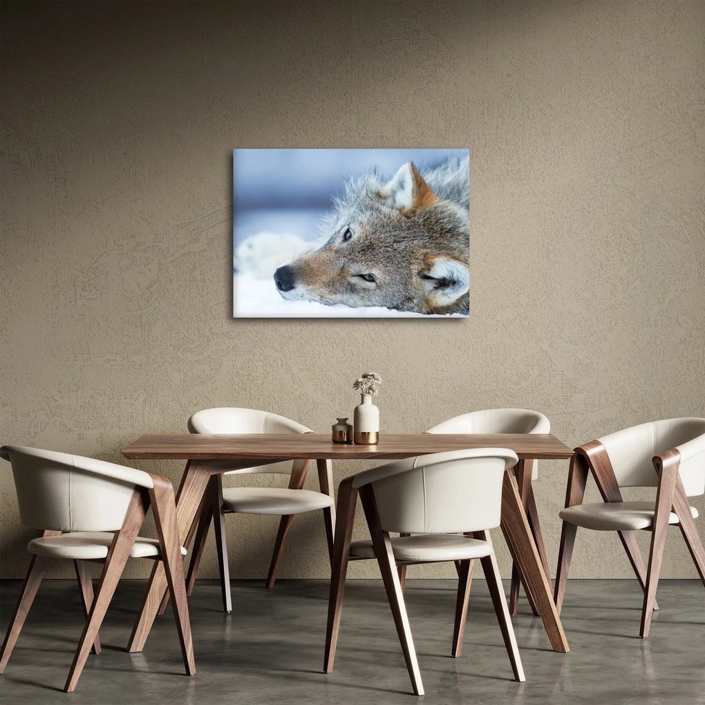 Obraz - Vlk (70x50 cm)