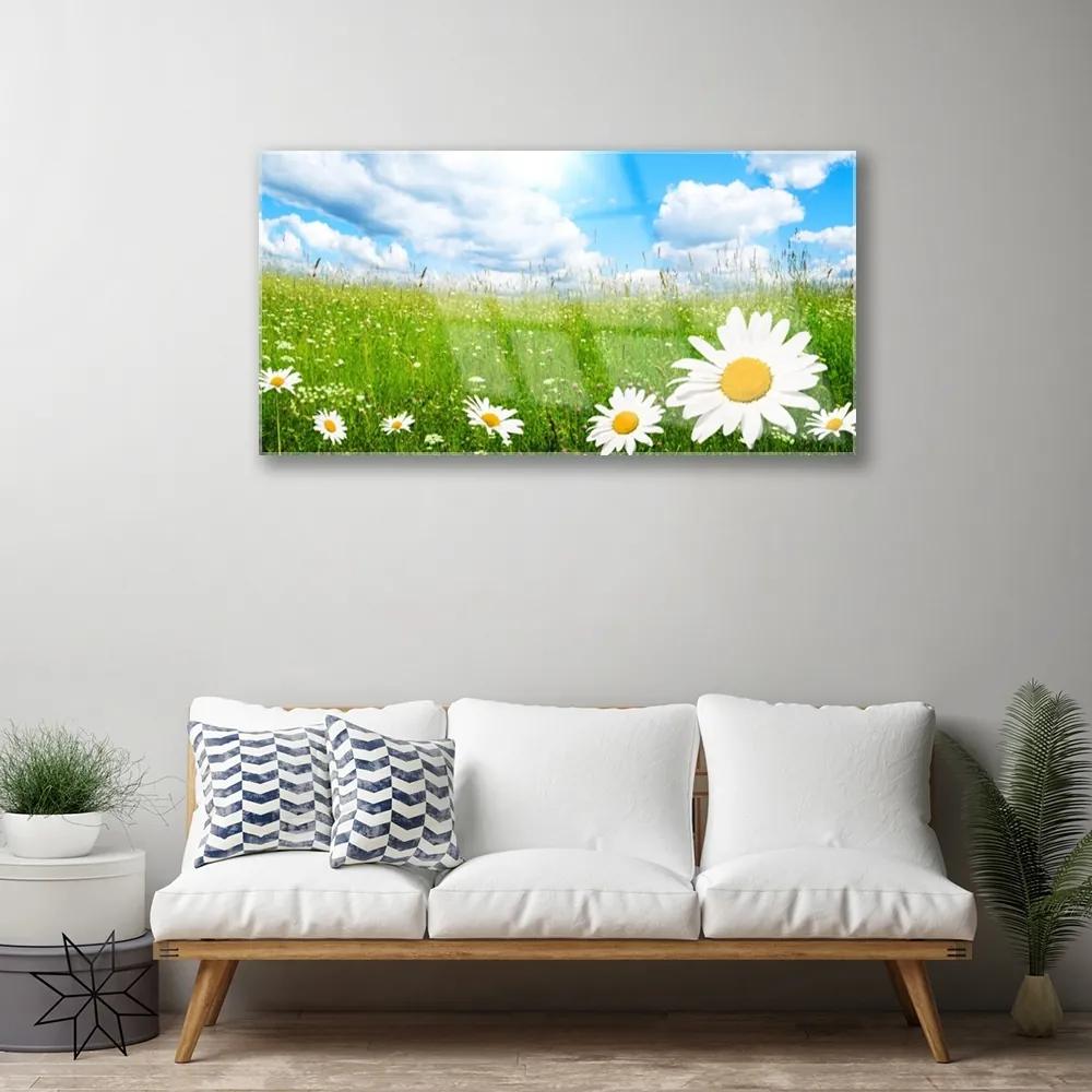 Obraz na skle Sedmokráska tráva príroda 125x50 cm