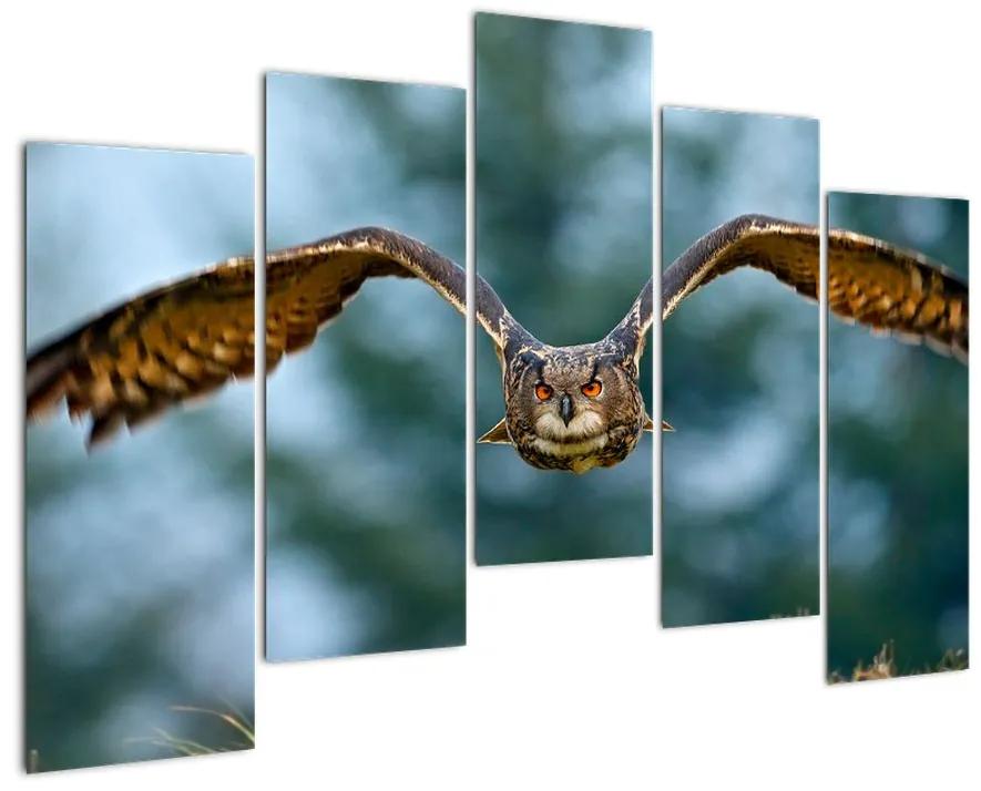 Obraz letiaci sovy