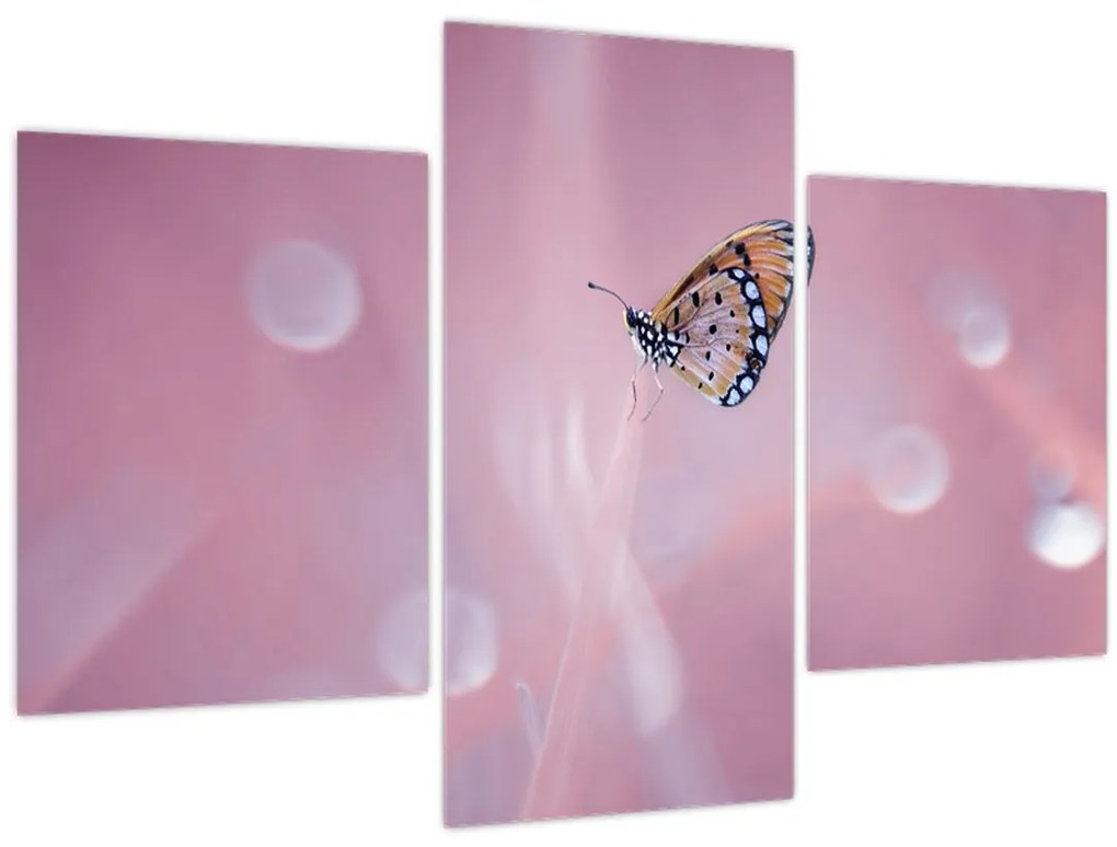 Obraz - Motýlik (90x60 cm)