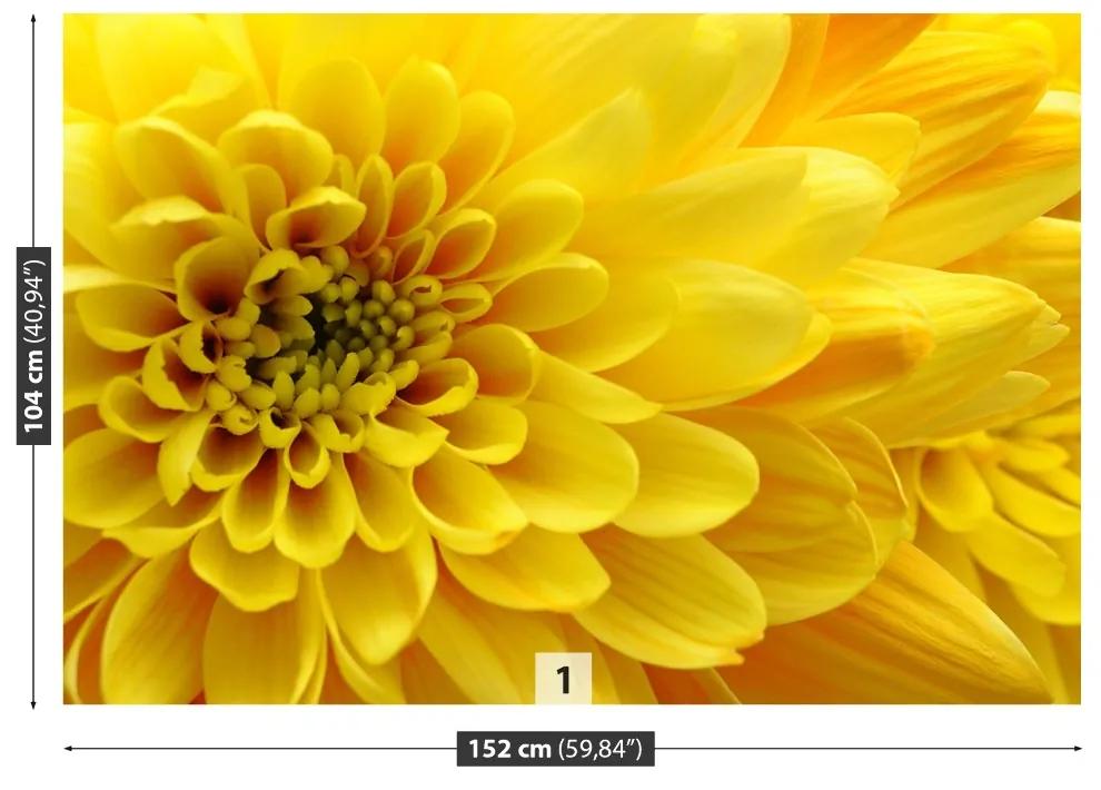 Fototapeta Vliesová Žltý kvet 250x104 cm