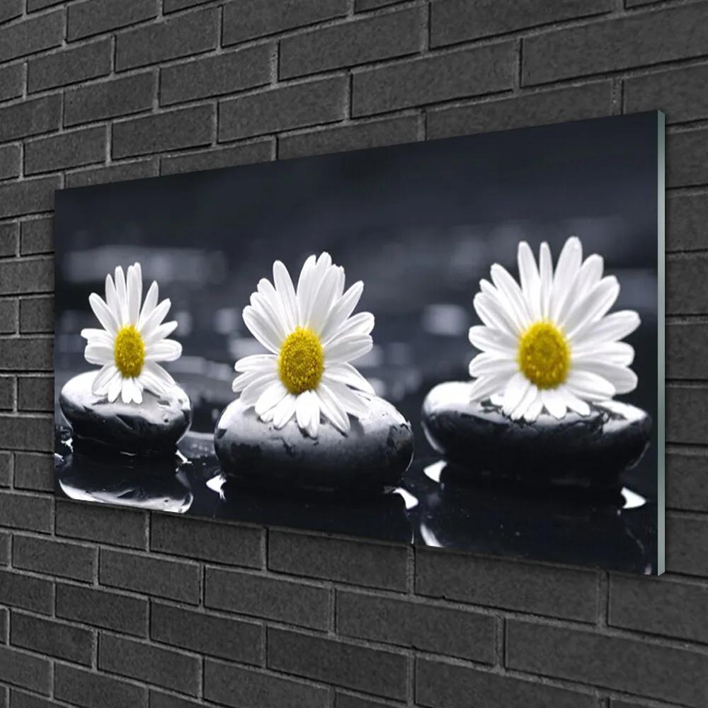 Obraz na skle Sedmokráska kamene rastlina 120x60 cm