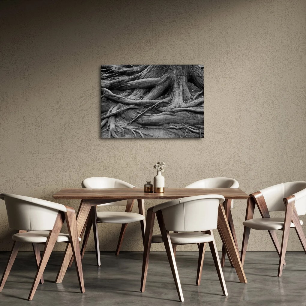 Obraz - Korene stromu (70x50 cm)