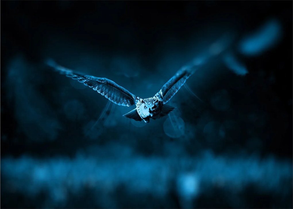 Sklenený obraz letiacej sovy (70x50 cm)