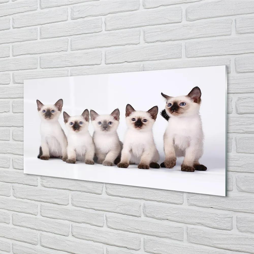Sklenený obraz malé mačky 120x60 cm