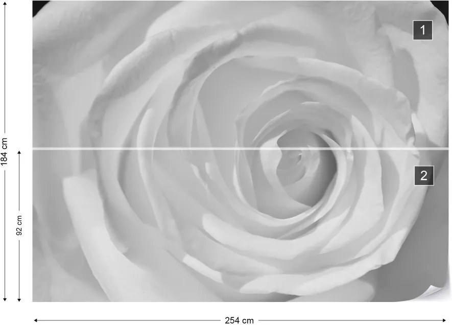 Fototapeta GLIX - Rose Flower White  + lepidlo ZADARMO Vliesová tapeta  - 254x184 cm