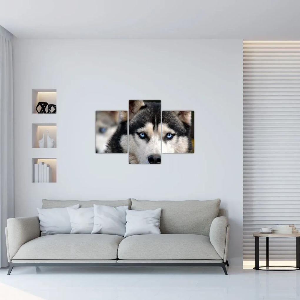 Obraz psa husky (90x60 cm)