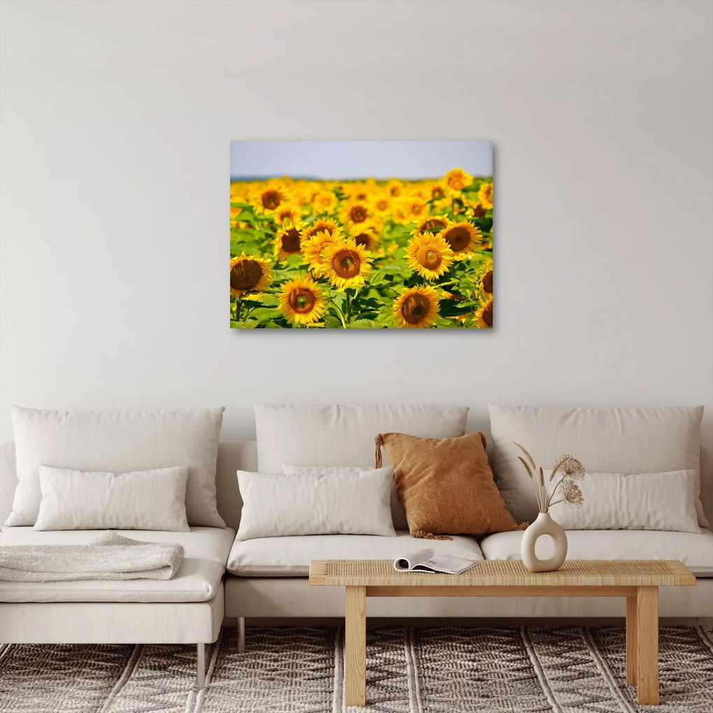 Obraz - Slnečnica (70x50 cm)