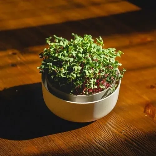 Plastia Microgreens, slonová kosť s kávovou usadeninou