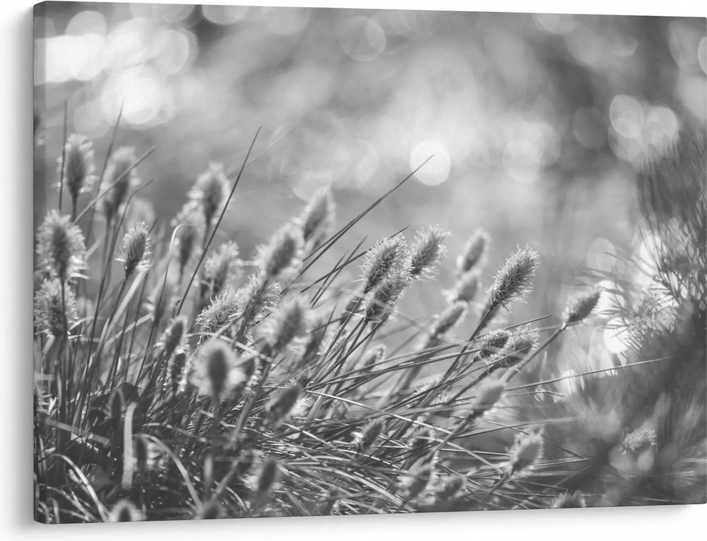 Obraz - Béžová soft grass N⁰1 (70x50 cm)