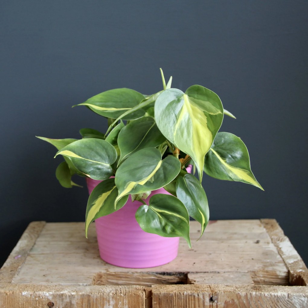 Philodendron Scandens Brasil