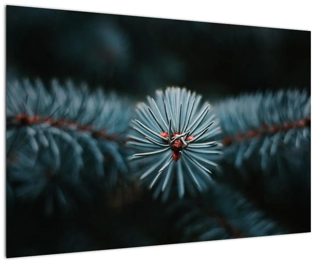 Obraz vetvičky ihličnatého stromu (90x60 cm)