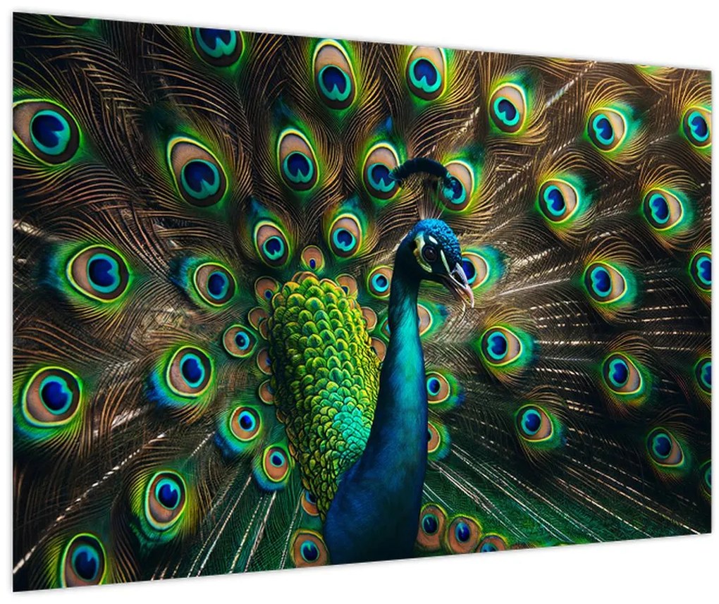 Obraz – Páv (90x60 cm)