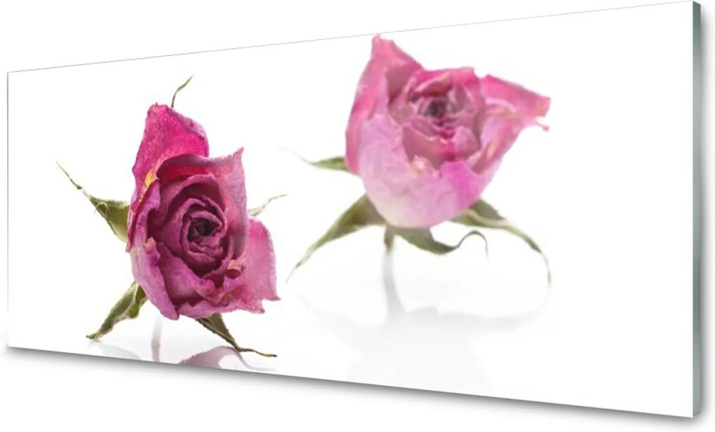 Skleněný obraz Růže květiny rostlina