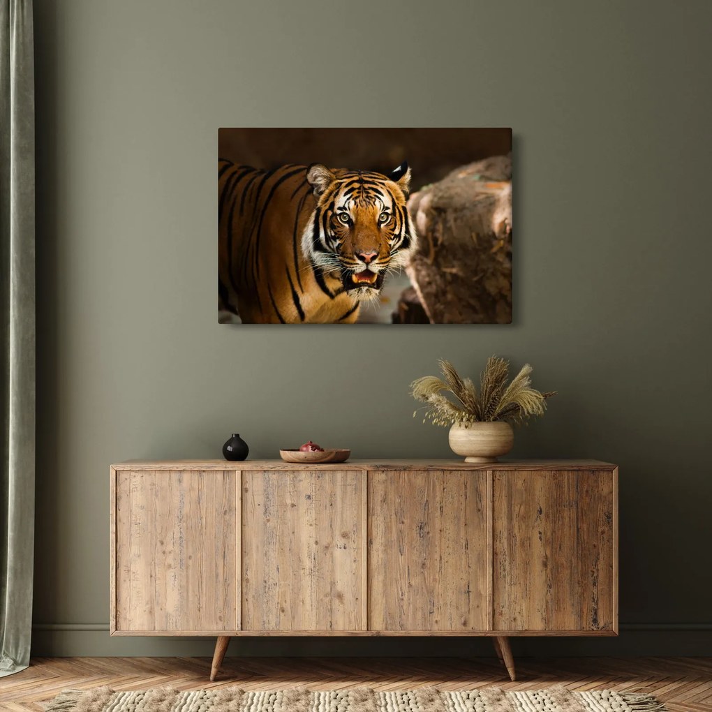 Obraz tigra (90x60 cm)