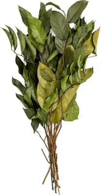 Stabilizovaná rastlina Salal bush 55 cm (10pcs)