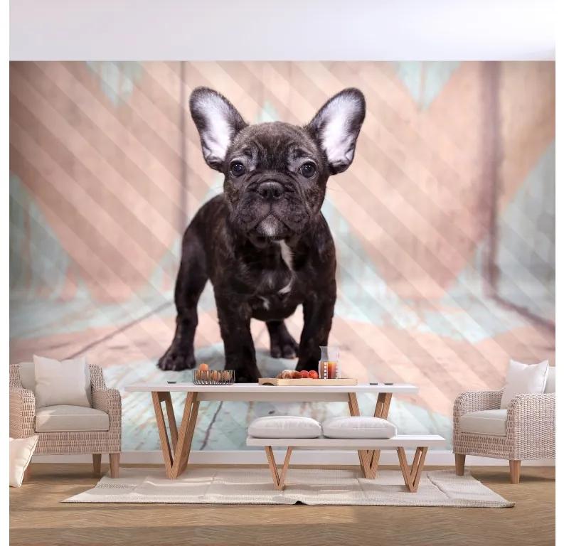 Artgeist Fototapeta - French Bulldog Veľkosť: 100x70, Verzia: Standard