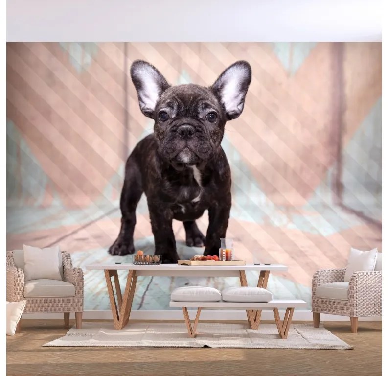 Artgeist Fototapeta - French Bulldog Veľkosť: 250x175, Verzia: Standard