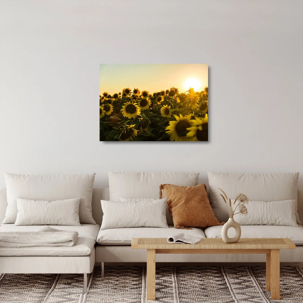 Sklenený obraz slnečnicového poľa (70x50 cm)