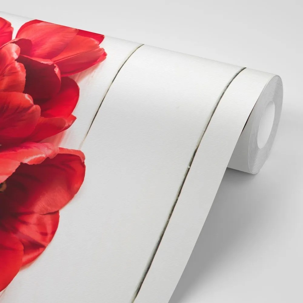 Samolepiaca fototapeta rozkvitnuté červené tulipány - 300x200