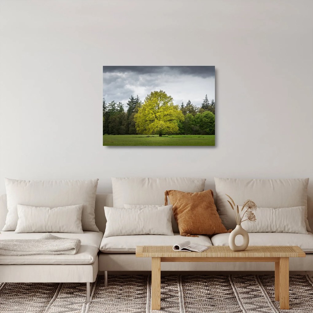 Sklenený obraz zeleného stromu uprostred poľa (70x50 cm)
