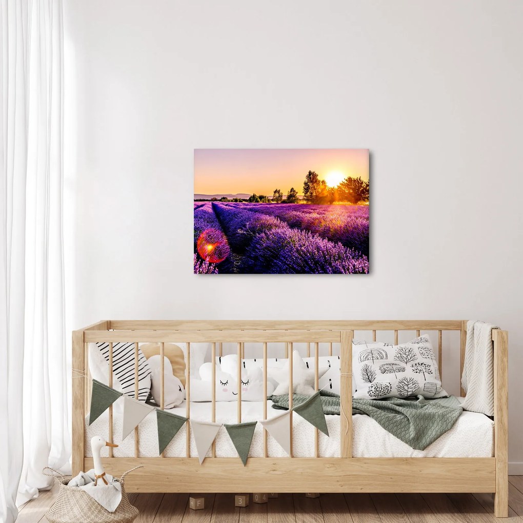 Obraz levanduľového poľa (70x50 cm)