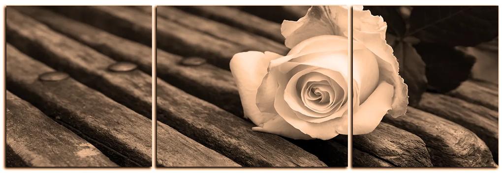 Obraz na plátne - Biela ruža na lavici - panoráma 5224FC (120x40 cm)