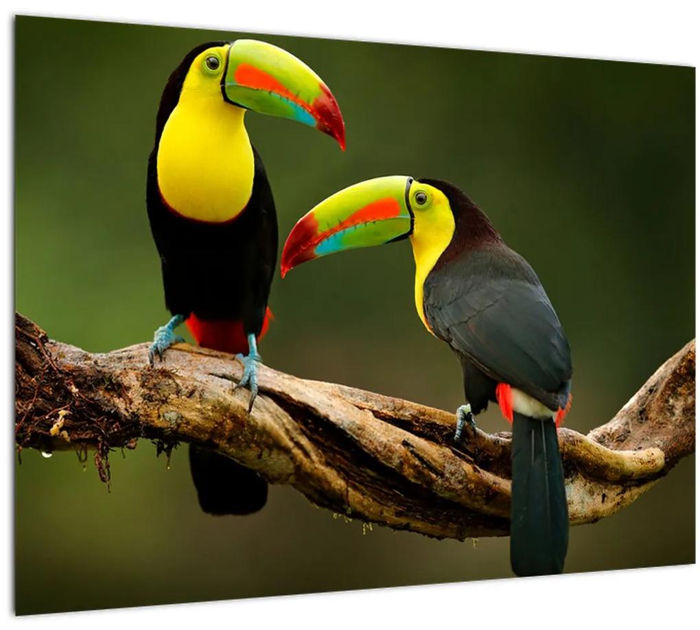 Sklenený obraz sediacich tukanov, Costa Rica (70x50 cm)